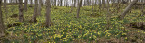 Narcissus pseudonarcissus ssp. pseudonarcissus