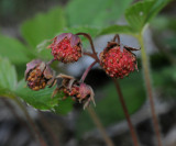 Fragaria viridis fruits.