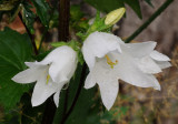 Campanula trachelium. White flowered form. Close-up.jpg