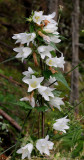 Campanula trachelium. White flowered form.jpg
