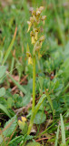 Dactylorhiza viridis.jpg
