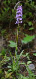 Gymnadenia conopsea.2.jpg
