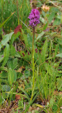 Gymnadenia x heufleri G. rhellicani x G. odoratissima.jpg