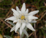 Leontopodium alpinum. Close-up.jpg