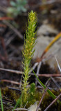 Selaginella selaginoides.jpg