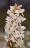 Gymnadenia odoratissima. White flowered form close-up.jpg