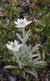 Leontopodium alpinum.jpg