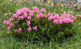 Rhododendron hirsutum.jpg