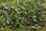 Salix reticulata.jpg