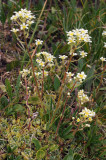 Saxifraga paniculata.jpg