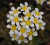 Saxifraga paniculata. Close-up.jpg