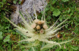 Cirsium spinosissimum. Close-up.jpg