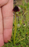 Gymnadenia rhellicani with finger.jpg