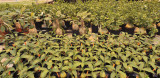 antplants.2.jpg