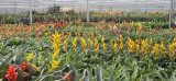Bromeliad motherplant collection.jpg