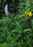 Himantoglossum metlesicsianum
