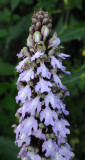 Himantoglossum metlesicsianum. Closer.