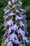 Himantoglossum metlesicsianum. Closer.