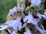 Himantoglossum metlesicsianum. Close-up.