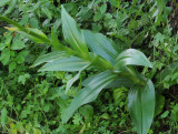 Himantoglossum metlesicsianum. Foliage.