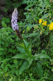 Himantoglossum metlesicsianum