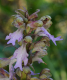 Himantoglossum metlesicsianum. Close-up.