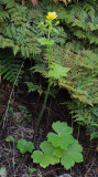 Ranunculus cortusifolius