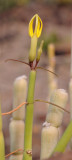 Ceropegia dichotoma. Closer.