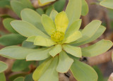 Euphorbia balsamifera. Close-up.