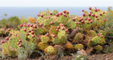 Opuntia dillenii
