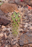 Opuntia dillenii seedling.