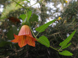 Canarina canariensis