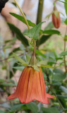 Canarina canariensis. Closer.