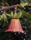 Canarina canariensis. Close-up side.