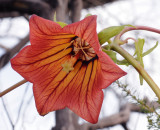 Canarina canariensis. Close-up.