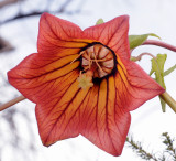 Canarina canariensis. Close-up.