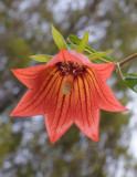 Canarina canariensis. Close-up.