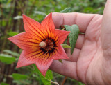 Canarina canariensis. Close-up with hand.