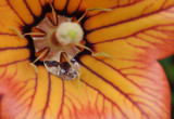 Canarina canariensis nectar.