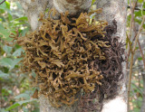 Laurobasidium lauri