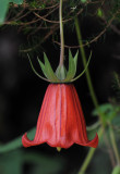 Canarina canariensis. Closer side.