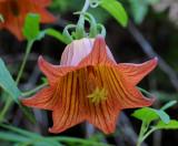 Canarina canariensis. Close-up.
