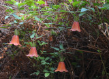 Canarina canariensis.
