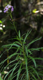 Erysimum bicolor. Closer.