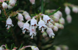 Erica arborea. Close-up.