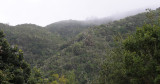 Lower laurel forest.