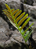 Polypodium macaronesicum. Closer.
