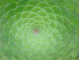 Aeonium tabuliforme. Close-up.