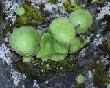 Aeonium tabuliforme