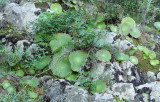 Aeonium tabuliforme
